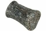 Hadrosaur (Maiasaura) Phalanx Bone - Montana #231608-1